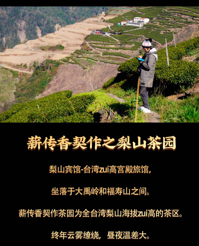 【梨山茶王】台湾高山茶2650公尺台湾进口清香乌龙茶225g 梨山茶
