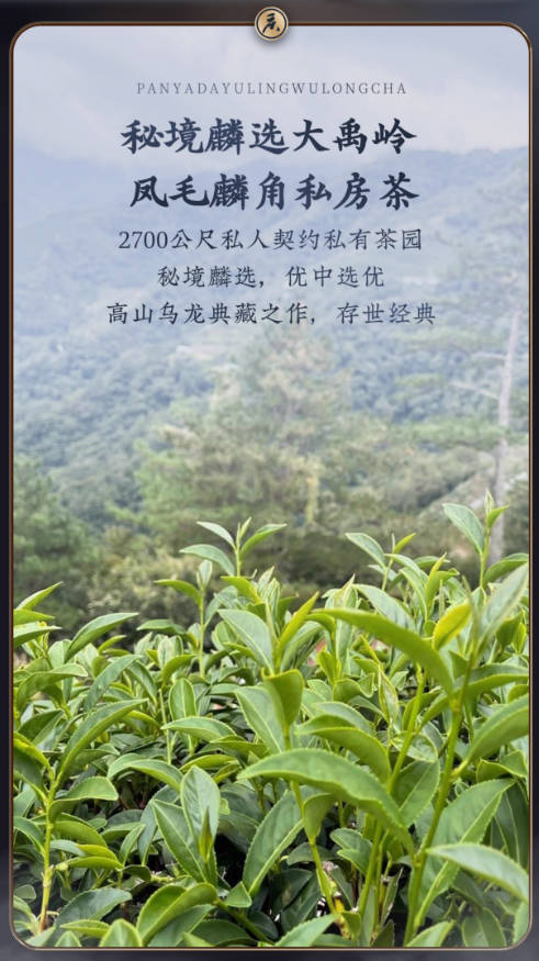 【攀涯-大禹岭】台湾高山乌龙2700公尺巅峰典藏原装150克高冷冬茶