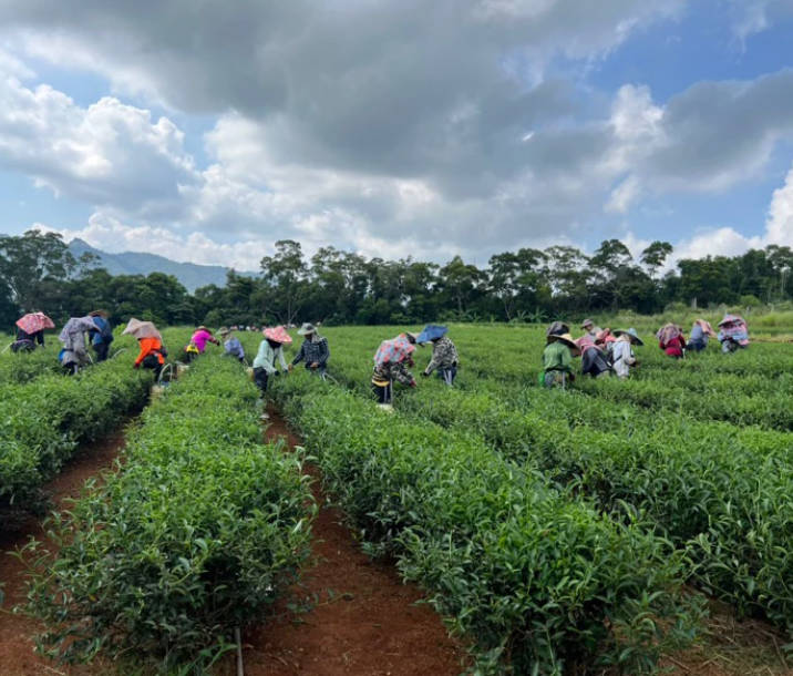 独一无二 全国松韵小叶种红茶特等奖(增美制茶厂 曾郁芳 曾义港)
