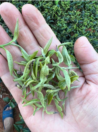 独一无二 全国松韵小叶种红茶特等奖(增美制茶厂 曾郁芳 曾义港)